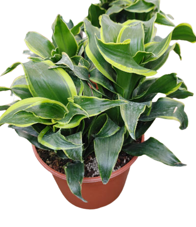 Dragon Florado